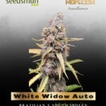 White Widow Auto (Feminized) - Seedsman