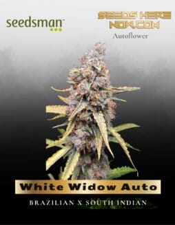White Widow Auto (Feminized) (space) Seedsman
