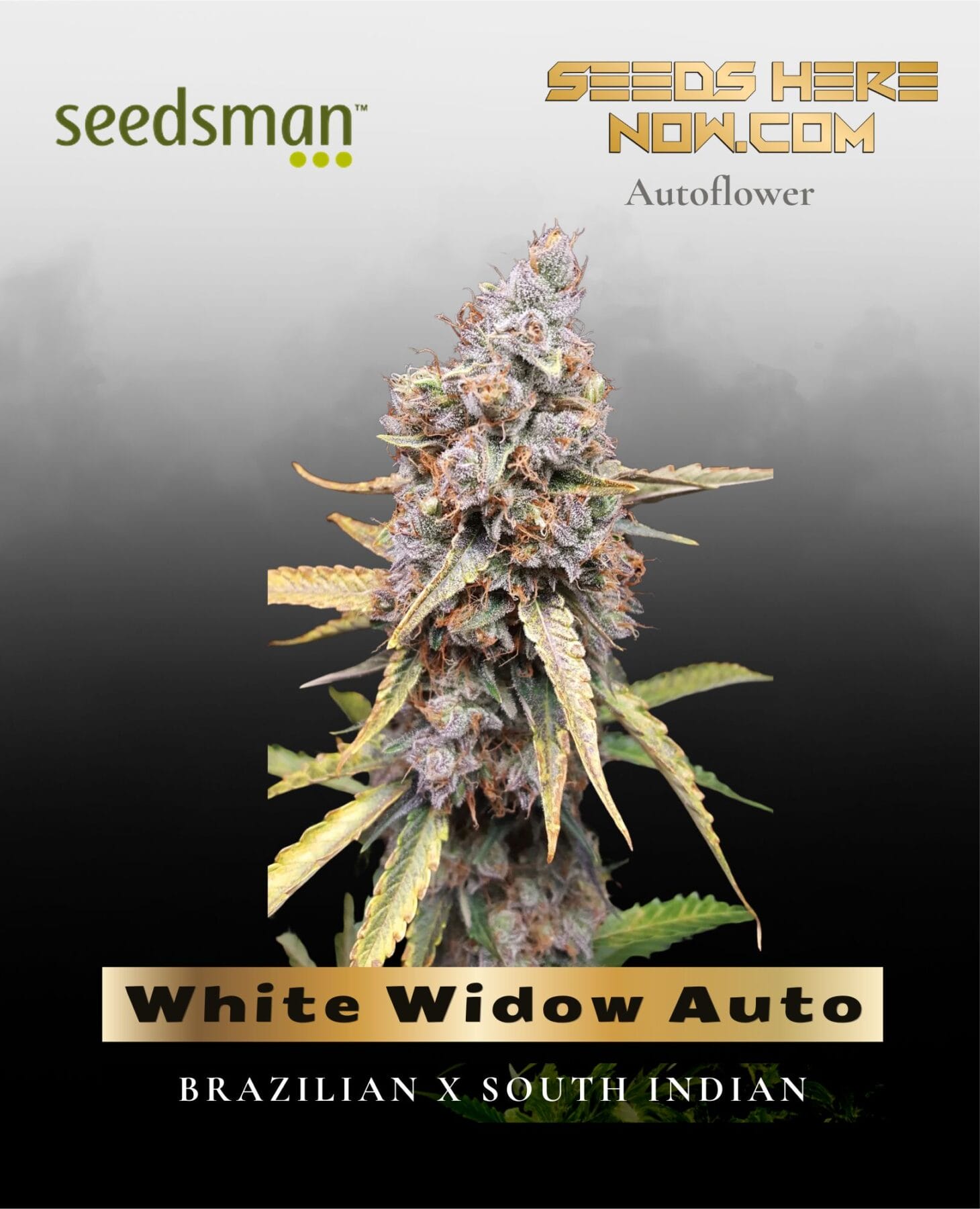 White Widow Auto (Feminized) - Seedsman