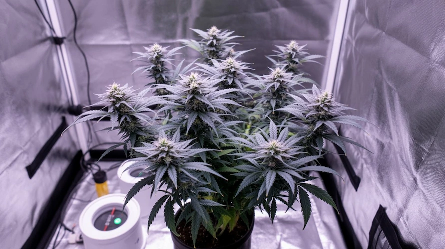 Blue Lotus Strain Review And Information – Blue Lotus strain