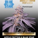 BLUEBERRY APPLE COBBLER (Feminized) - BLUE STAR SEED CO