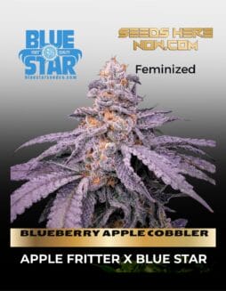 BLUEBERRY APPLE COBBLER (Feminized) (space) BLUE STAR SEED CO
