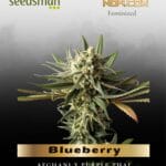 Blueberry (Feminized) - Seedsman
