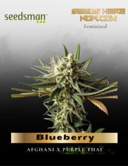 Blueberry (Feminized) (space) Seedsman