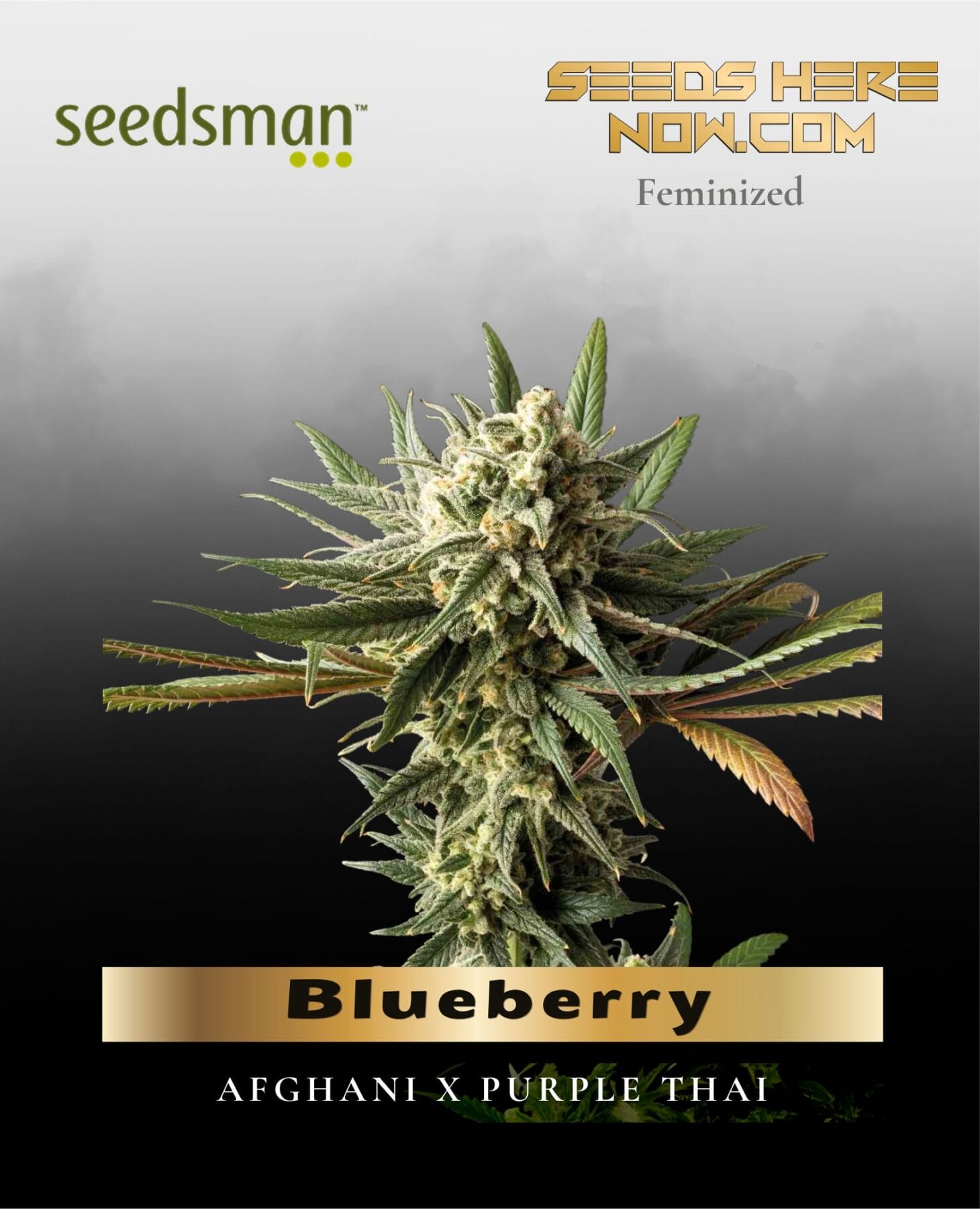Blueberry (Feminized) - Seedsman