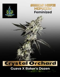 Crystal Orchard (Feminized) (Space) Exotic Genetix – Crystal Orchard (Feminized) (space) Exotic Genetix