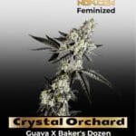 Crystal Orchard (Feminized) - Exotic Genetix