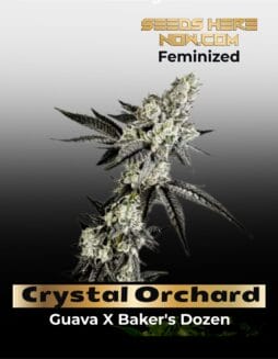 Crystal Orchard (Feminized) (space) Exotic Genetix