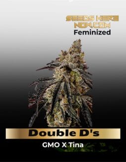 Double D's (Regular) (space) Exotic Genetix