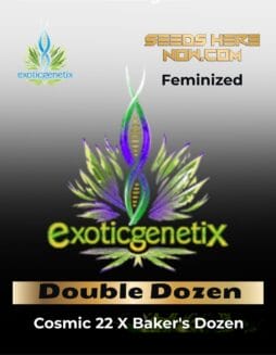 Double Dozen (Feminized) (space) Exotic Genetix