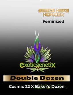 Double Dozen (Feminized) (space) Exotic Genetix