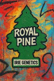 Royal Pine (Regular) (space) Irie Genetics
