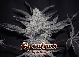 Grassafrass (feminized) (space) Irie Genetics