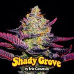 Shady Grove (feminized) - Irie Genetics