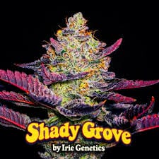 Shady Grove (feminized) (space) Irie Genetics