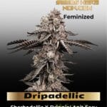 Dripadellic (Feminized) - Exotic Genetix