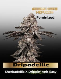 Dripadellic (Feminized) (space) Exotic Genetix