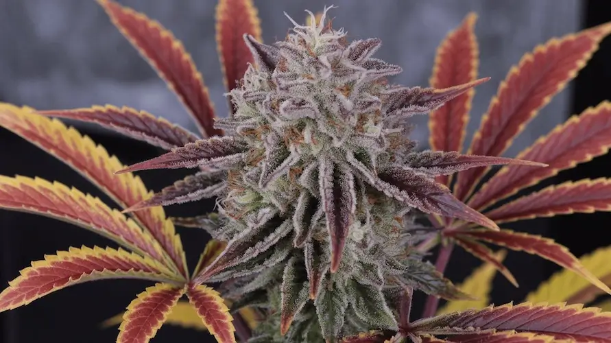 Elite Cannabis Cuts: What Makes a Clone Legendary?