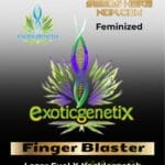 Finger Blaster (Feminized) - Exotic Genetix