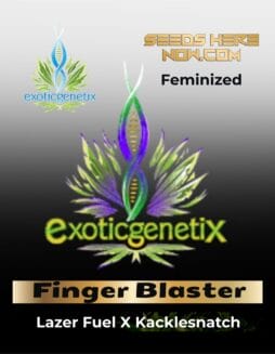Finger Blaster (Feminized) (space) Exotic Genetix