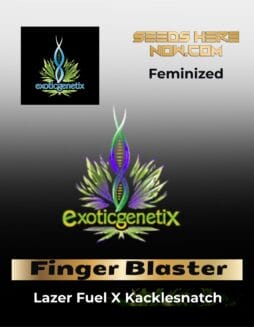 Finger Blaster (Feminized) (Space) Exotic Genetix – Finger Blaster (Feminized) (space) Exotic Genetix