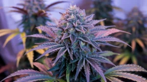 Frosted Flakes strain review