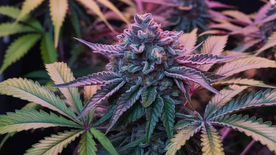 Frosted Flakes Strain Review And Information – Frosted Flakes strain