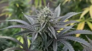 Gas Money strain review