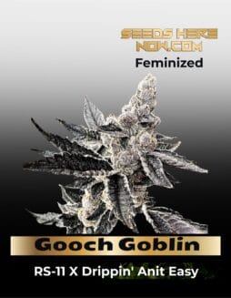 Gooch Goblin (Feminized) (space) Exotic Genetix