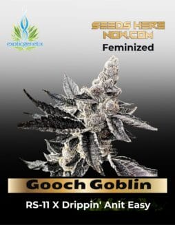 Gooch Goblin (Feminized) (space) Exotic Genetix