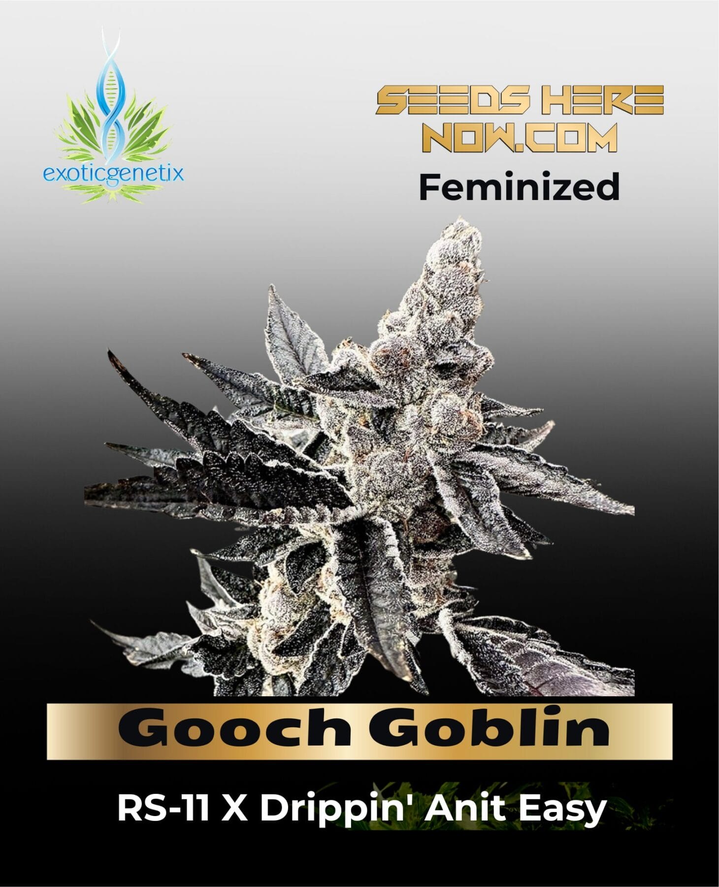 gooch goblin card