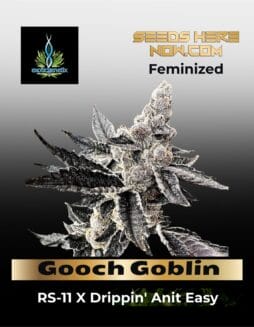 Gooch Goblin (Feminized) (Space) Exotic Genetix – Gooch Goblin (Feminized) (space) Exotic Genetix
