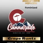 Grape Runtz (Feminized) - Cannarado Genetics