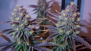 How to grow regular cannabis seeds