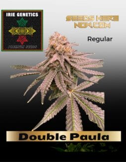 Double Paula (Regular) (space) Irie Genetics