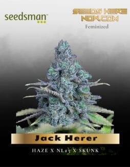 Jack Herer (Feminized) (space) Seedsman
