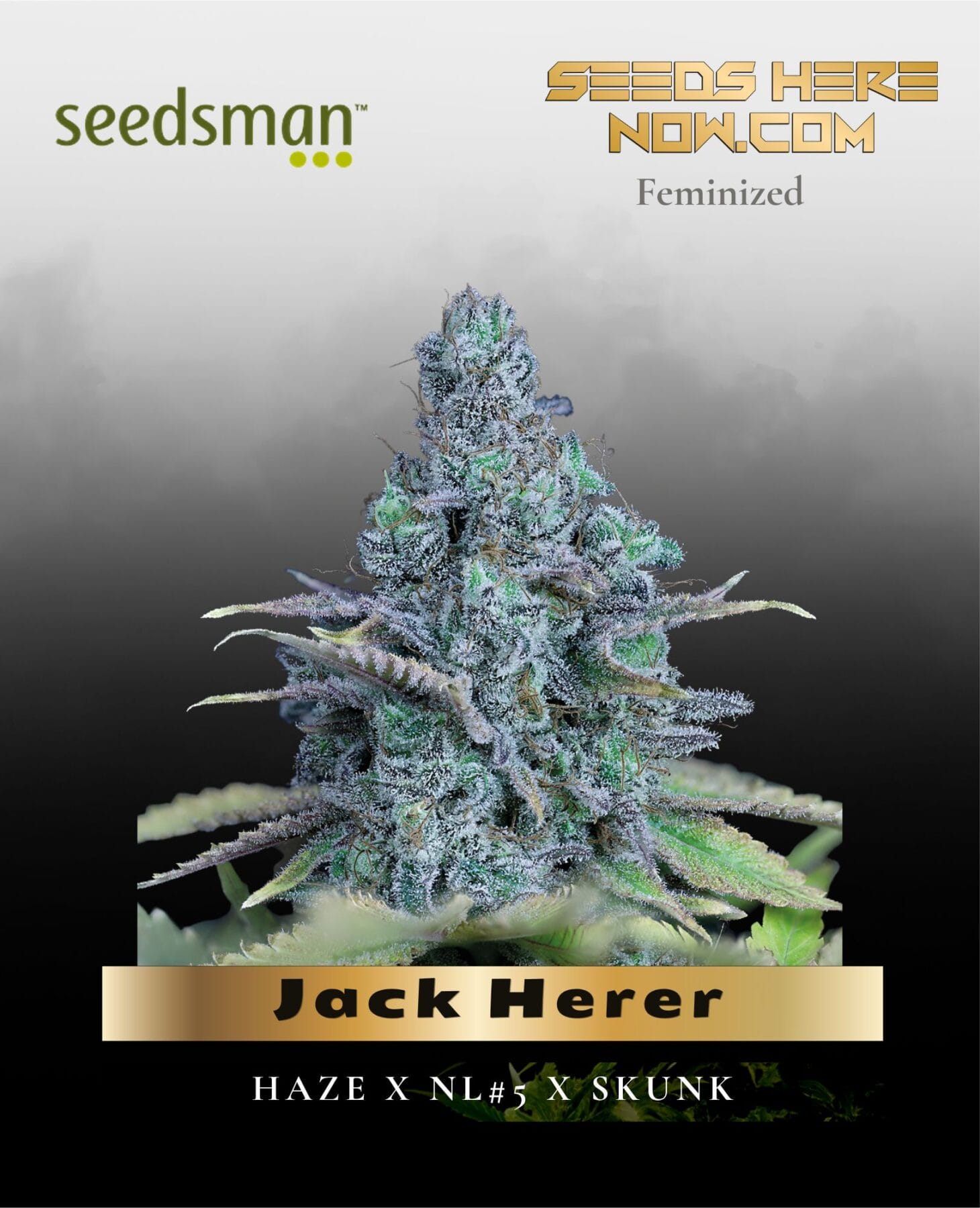 Jack Herer (Feminized) - Seedsman