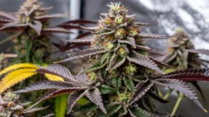 Jungle Pie strain review