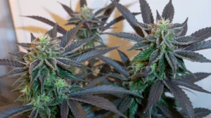 Mandarin Sunset strain review