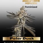 Polar Dusk (Feminized) - Exotic Genetix