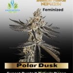 Polar Dusk (Feminized) - Exotic Genetix