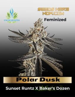 Polar Dusk (Feminized) (space) Exotic Genetix