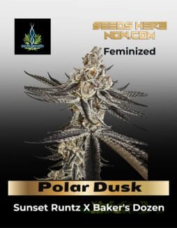 Polar Dusk (Feminized) (Space) Exotic Genetix – Polar Dusk (Feminized) (space) Exotic Genetix