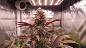 Pros and cons of autoflower seeds