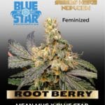 ROOT BERRY (Feminized) - BLUE STAR SEED CO
