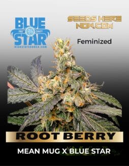 ROOT BERRY (Feminized) (space) BLUE STAR SEED CO