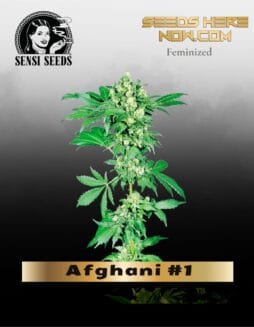 Afghani #1 (Feminized) (space) Sensi Seeds