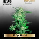 Big Bud (Feminized) - Sensi Seeds