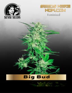 Big Bud (Feminized) (space) Sensi Seeds