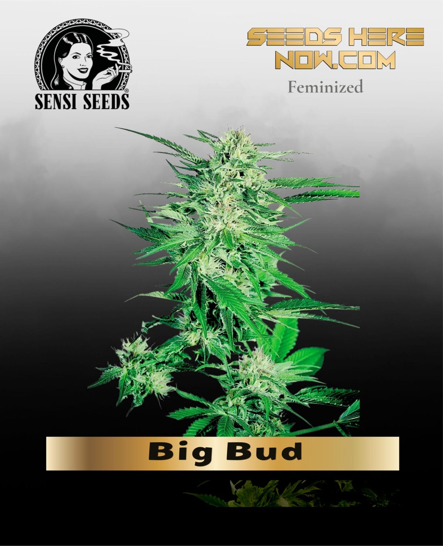 Big Bud (Feminized) - Sensi Seeds